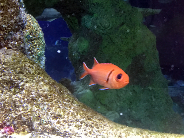 fish at Sea Life Aquarium